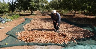 (Özel Haber) Ceviz Üreticisi Değişen İklim Karşısında Taktik Değiştirdi