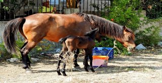 Çeşmeli Hayvanseverin Sahiplendiği Terkedilmiş Hamile At Doğurdu