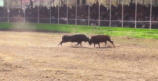 Derekapı Güz Boğa Güreşleri Yapıldı