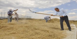 Arguvanda Nohut Hasadı Başladı