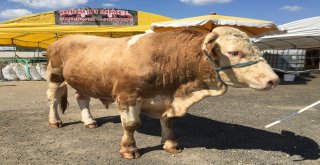 Pazarın Paşası 21 Bin Liraya Alıcı Buldu