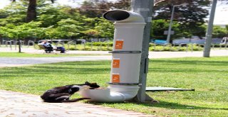 Bucanın Can Dostlarına Yepyeni Mama Kapları