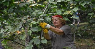 Doğu Karadenizde Fındık Hasadı Resmen Başladı