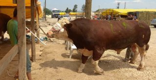 Kurban Pazarının Kralları Rekor Fiyattan Alıcı Buluyor