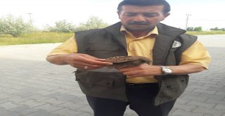 Tedavileri Tamamlanan Kuşlar Yaşam Alanlarına Bırakıldı