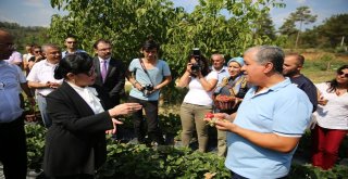 Vali Hanım Çileğinin İlk Hasadını Vali Hanım Yaptı