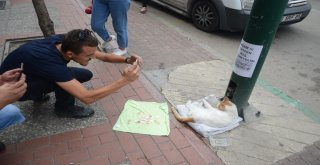 (Özel Haber) Mama İçin Dilenen Kedi Fenomen Oldu