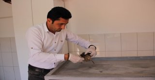 Tedavisi Yapılan Çulluk Doğaya Bırakıldı