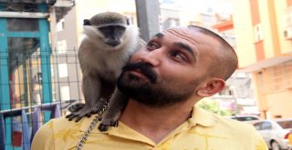 Adıgüzel, Maymununa 1,5 Ay Sonra Kavuştu