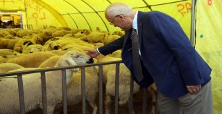 Yenimahallede Kurban İçin Hazırlıklar Başladı