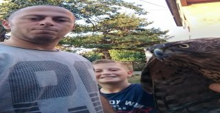 Kümesine Dadanan Şahini Yakalayıp Yetkililere Teslim Etti