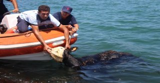 Gemiden Denize Düşen Angusu Kurtarma Operasyonu