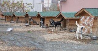 Sokak Köpekleri Sahipsiz Değil