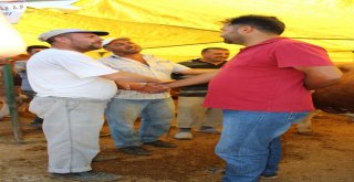 Demokratik Çadırın Keyifçi Danası