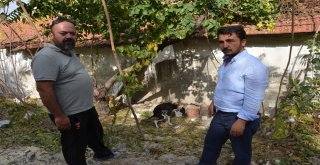 Ağaca Asılı Halde Bulunan Köpek Ölmek Üzereyken Bulundu