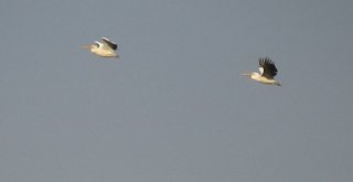 İnegöl Semalarında Pelikanlar Dikkat Çekiyor