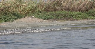 On Binlerce Balık Samandağ Denizine Ulaşamadan Telef Oldu