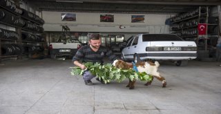 (Özel Haber) Biberonla Beslenen Oğlak Oto Sanayinin Maskotu Oldu