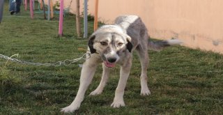 Ölüme Terk Edilen Köpek, Engellilerin ‘Dostu Oldu