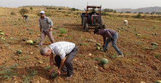 Gercüşte Karpuz Hasadı Başladı