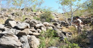 (Özel) Nemrut Krater Gölünde Ayı Sürprizi