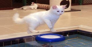 (Özel) Vanda Yüzücü Kediler Yetiştirilecek