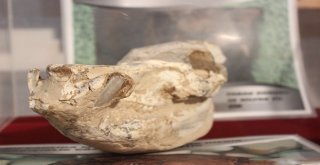 Bu Sergide Milyonlarca Yıl Önce Yok Olmuş Canlıları Görmek Mümkün