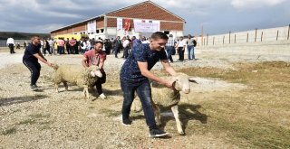 Tikadan Kosovalı Çiftçilere Destek