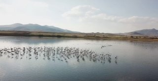 Karataş Ve Çorak Göldeki Su Kuşları Havadan Görüntülendi