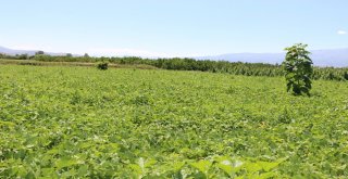 Erzincanda Tarla Günü Düzenlendi