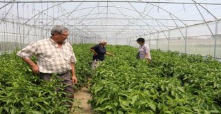 Sera Destekleri Üreticinin Yüzünü Güldürdü