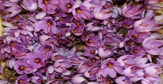 Kilosu 30 Bin Tl Olan Safranda Hasat Başladı