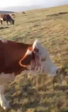 Iğdırda Hayvanlara Vahşet Saldırı