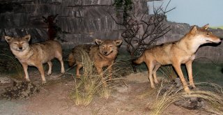 Çamlıdere Doğa Ve Hayvan Müzesi Ziyaretçilerin Yoğun İlgisini Çekiyor