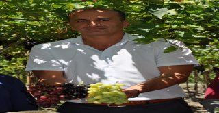 Manisada Üzüm Hasadı Başladı