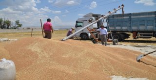 Muşta Buğday Satışı Başladı