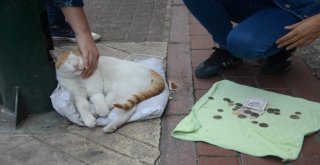 (Özel Haber) Mama İçin Dilenen Kedi Fenomen Oldu