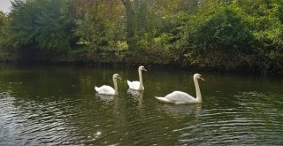 (Özel) Sonbaharın Renklerine Bürünen Atatürk Arboretumu Havadan Görüntülendi