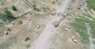Adaya Sokulmayan Atlar Kaderine Terk Edildi