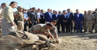 Bakan Soylu, Kato Dağında