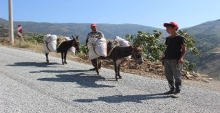 Aydınlı Üreticiler At Ve Eşeklerden Vazgeçemiyor