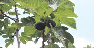 Dünyaca Ünlü Meyveye İhracat Yasağı