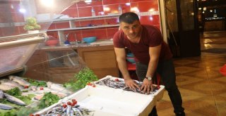Siirtte Av Yasağı Kalktı Balık Çeşitleri Arttı