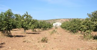 (Özel Haber) Ceviz Üreticisi Değişen İklim Karşısında Taktik Değiştirdi