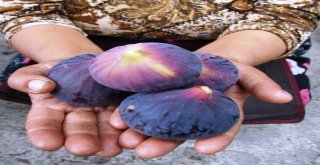 Taze İncirin İhracat Yolculuğu Başladı