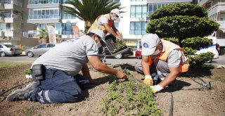 Antalya'da 3 milyon kışlık çiçek toprakla buluşuyor