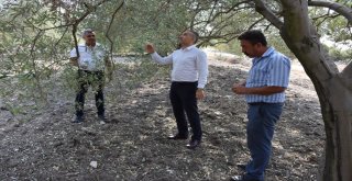 Doludan Etkilenen Tarım Arazileri İncelendi