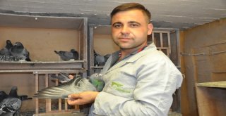Mesafe Tanımayan Güvercin Sahibine Kupa Kazandırdı