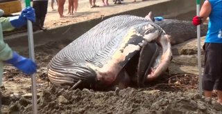 Ölü Dev Mavi Balina Japonya Sahillerine Vurdu