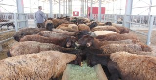 Bingölde Kurbanlık Satışları Başladı